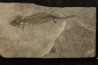 branchiosaure (protriton) petrolei - Autunian - Autun, France