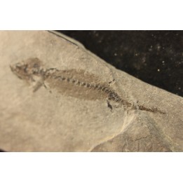 branchiosaure (protriton) petrolei - Autunian - Autun, France