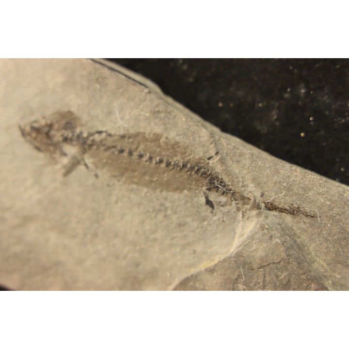 branchiosaure (protriton) petrolei - Autunian - Autun, France