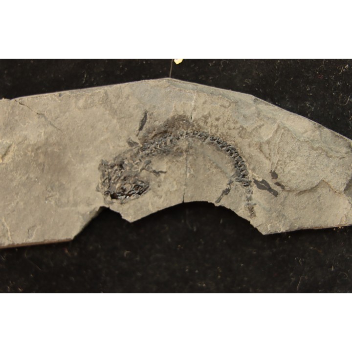 branchiosaure (protriton) petrolei - Autunian - Autun, France