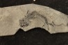 branchiosaure (protriton) petrolei - Autunien - Autun, FRANCE