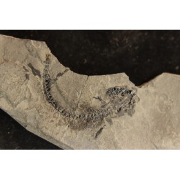 branchiosaure (protriton) petrolei - Autunien - Autun, FRANCE