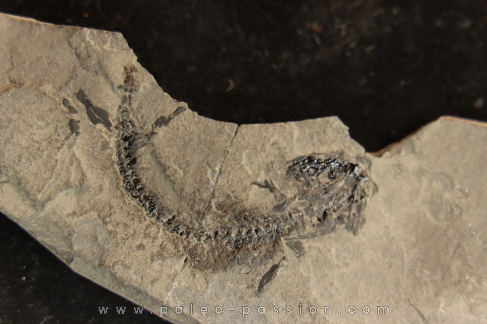 branchiosaure (protriton) petrolei - Autunian - Autun, France