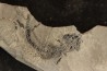 branchiosaure (protriton) petrolei - Autunian - Autun, France
