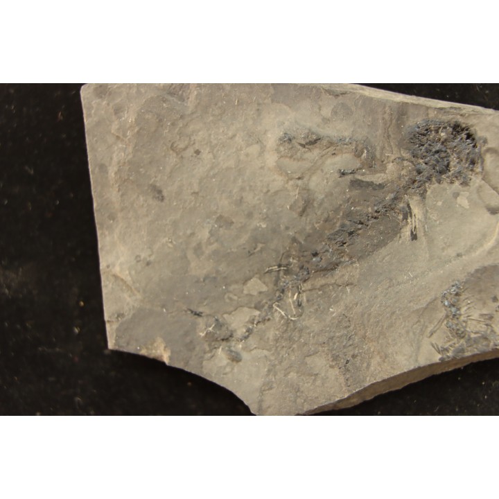 branchiosaure (protriton) petrolei - Autunian - Autun, France