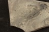 branchiosaure (protriton) petrolei - Autunien - Autun, FRANCE