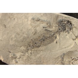 branchiosaure (protriton) petrolei - Autunian - Autun, France