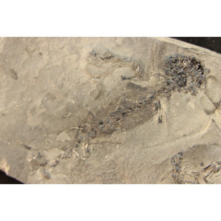 branchiosaure (protriton) petrolei - Autunien - Autun, FRANCE