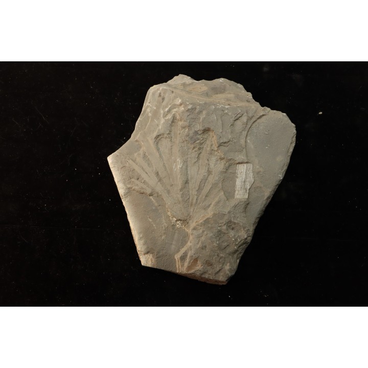 rare feuille de GINKGO: GINGOITES GINKGOIDES - trias moyen - Queensland - AUSTRALIE