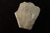 rare GINKGO leaf: GINGOITES GINKGOIDES - Middle triassic - Queensland - AUSTRALIA