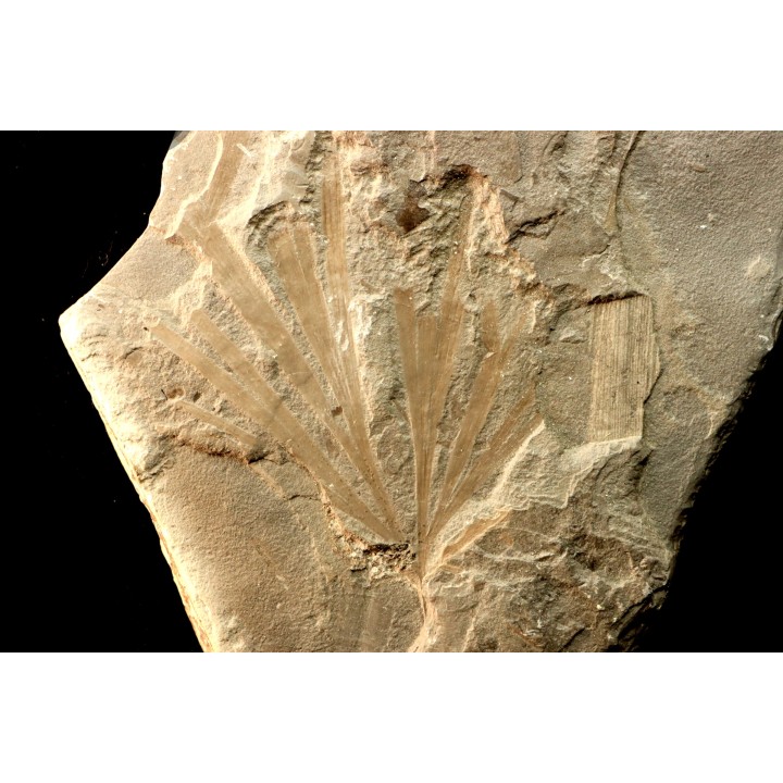 rare GINKGO leaf: GINGOITES GINKGOIDES - Middle triassic - Queensland - AUSTRALIA