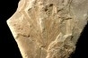 rare GINKGO leaf: GINGOITES GINKGOIDES - Middle triassic - Queensland - AUSTRALIA