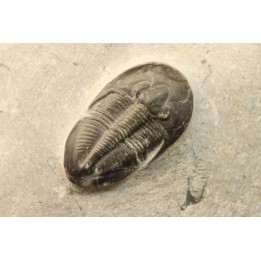 Cyberella lemkei  - Eifelien sup. - Jbel Issoumour - Maroc