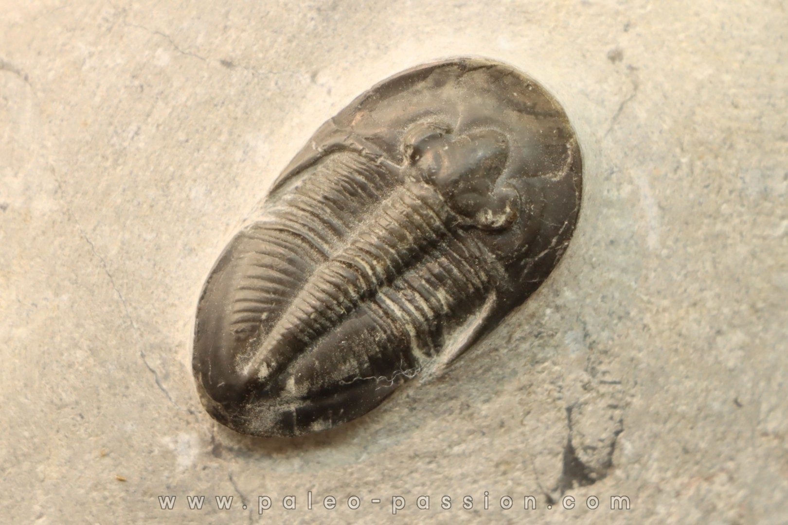 Cyberella lemkei - Eifelien sup. - Jbel Issoumour - Maroc
