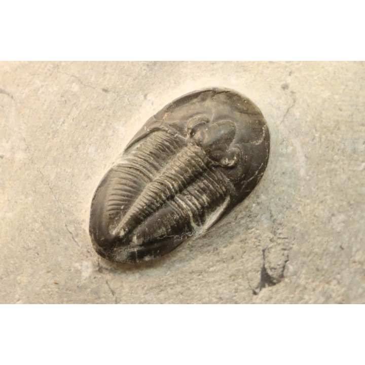 Cyberella lemkei -  upper Eifelian -  Jbel Issoumour - Maroc