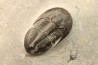 Cyberella lemkei -  upper Eifelian -  Jbel Issoumour - Maroc