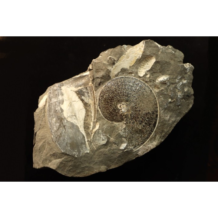 Sphenodiscus lenticularis (Owen, 1852) - Maestrichtien - Dakota - USA