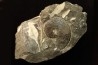 Sphenodiscus lenticularis - Maestrichtian - Dakota - USA