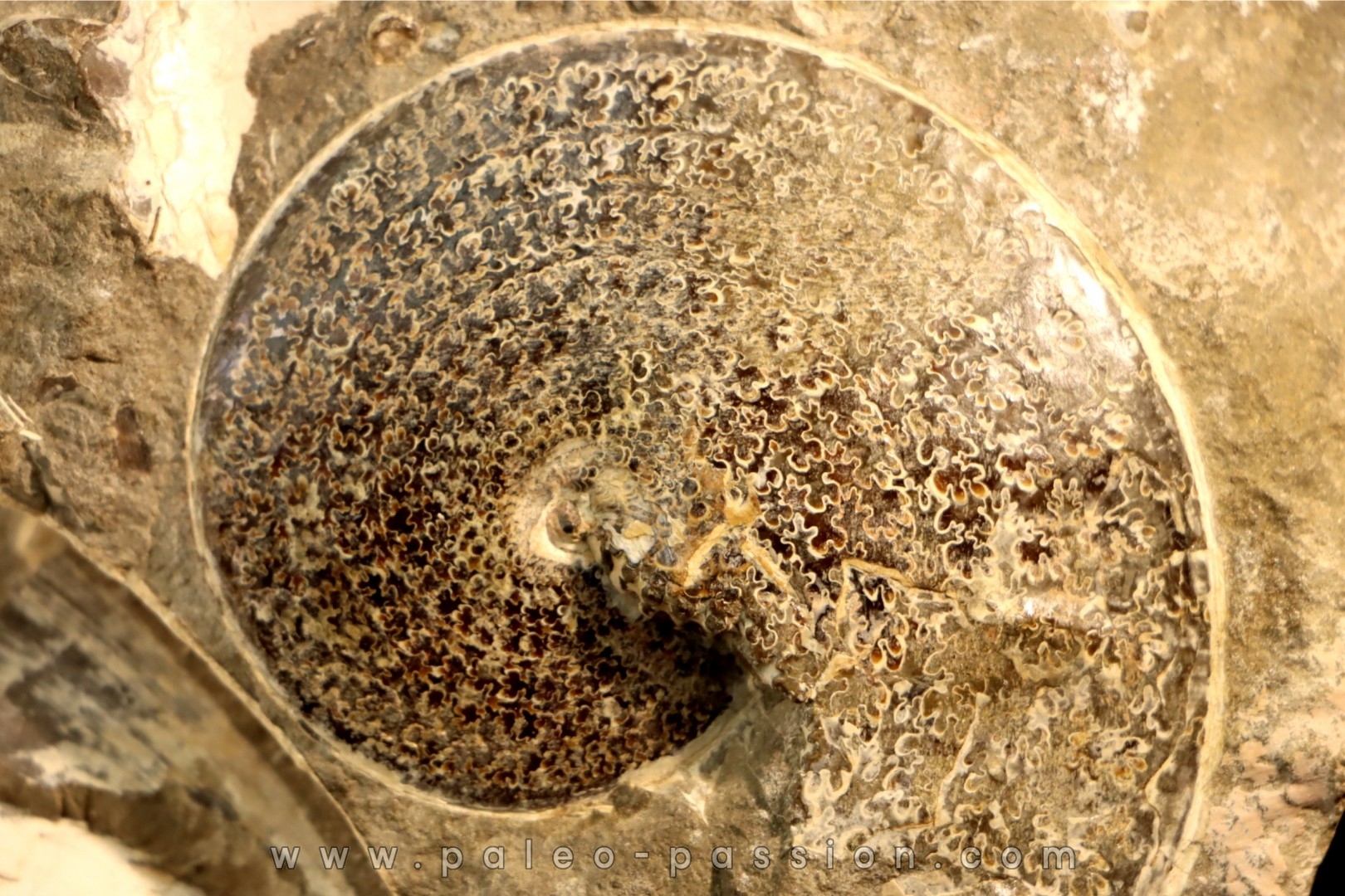 Sphenodiscus lenticularis (Owen, 1852) - Maestrichtien - Dakota - USA