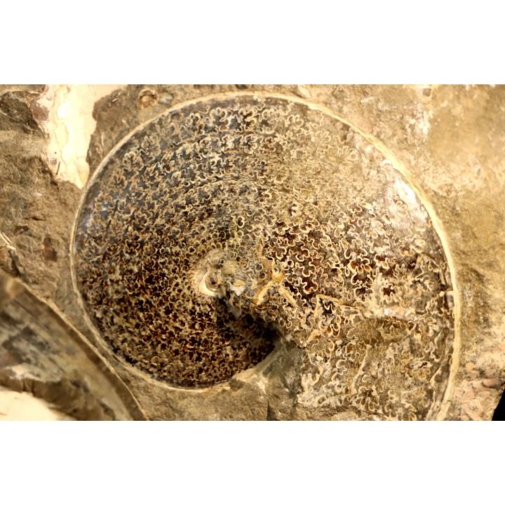 Sphenodiscus lenticularis - Maestrichtian - Dakota - USA