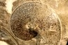Sphenodiscus lenticularis (Owen, 1852) - Maestrichtien - Dakota - USA