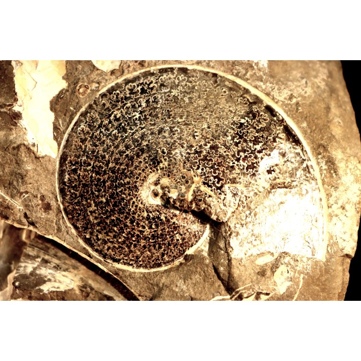 Sphenodiscus lenticularis (Owen, 1852) - Maestrichtien - Dakota - USA