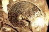 Sphenodiscus lenticularis - Maestrichtian - Dakota - USA