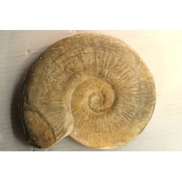 19 cm !! - Haugia Variabilis - Toarcien - Airvault, France