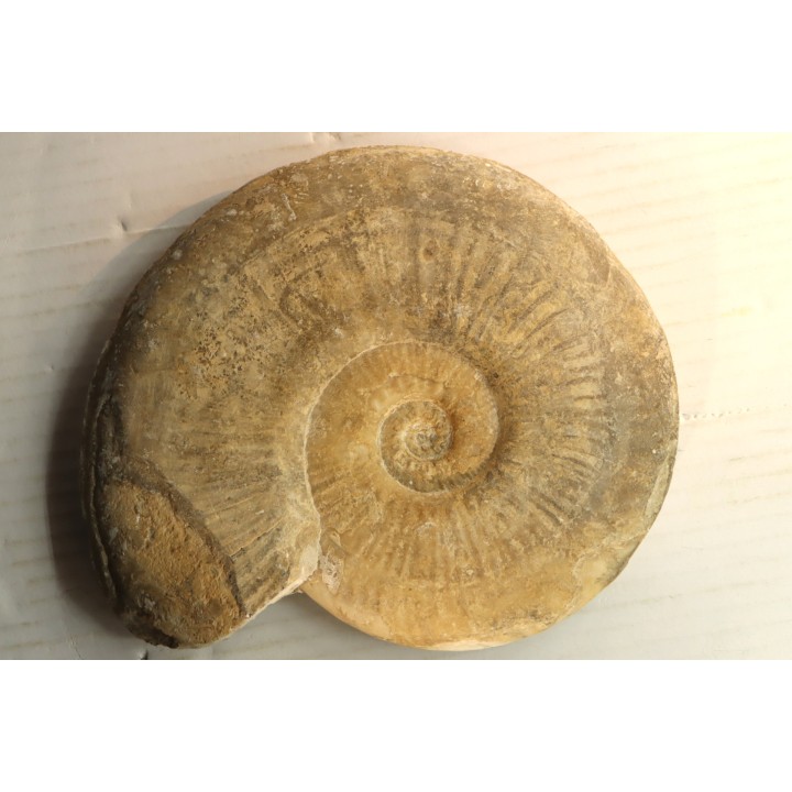 19 cm !! - Haugia Variabilis - Toarcian - Airvault, France