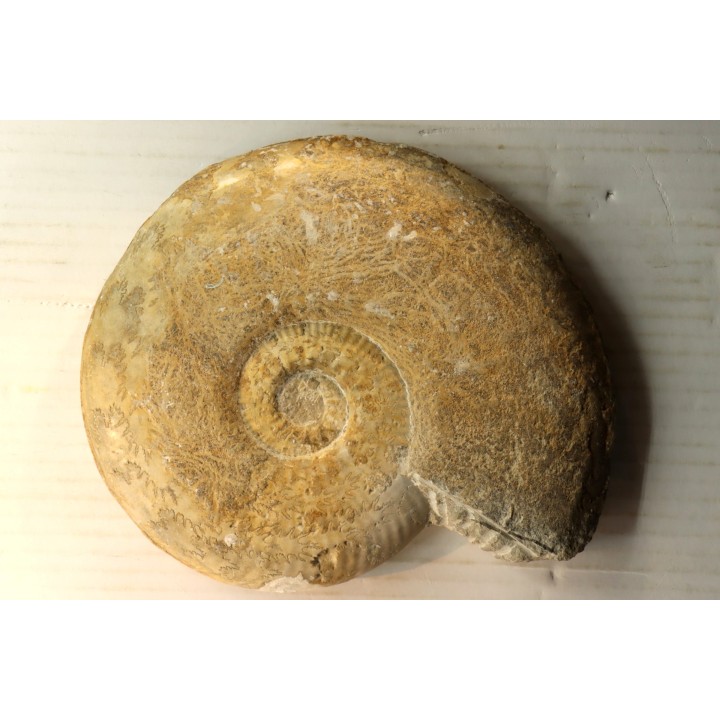 19 cm !! - Haugia Variabilis - Toarcien - Airvault, France