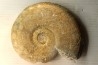 19 cm !! - Haugia Variabilis - Toarcien - Airvault, France