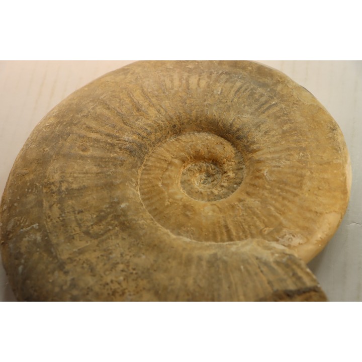 19 cm !! - Haugia Variabilis - Toarcien - Airvault, France