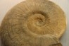 19 cm !! - Haugia Variabilis - Toarcien - Airvault, France