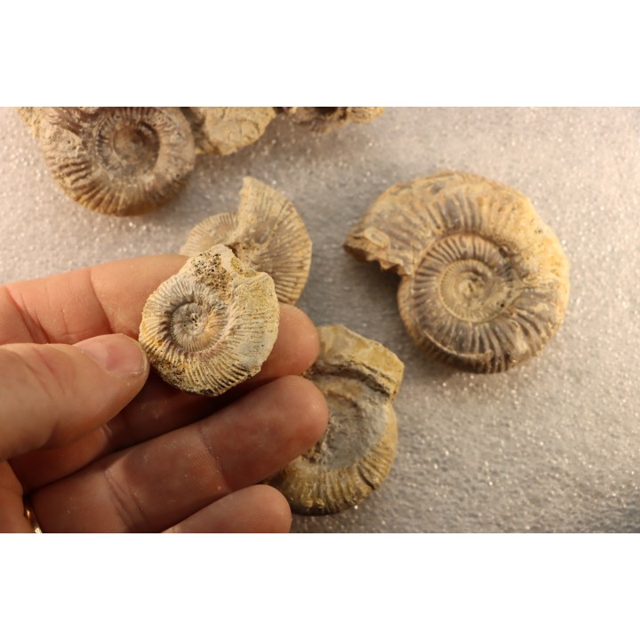 collection of 5 ammonites :  bathonian from  Nièvre (58) - FRANCE