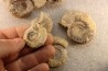 collection of 5 ammonites :  bathonian from  Nièvre (58) - FRANCE