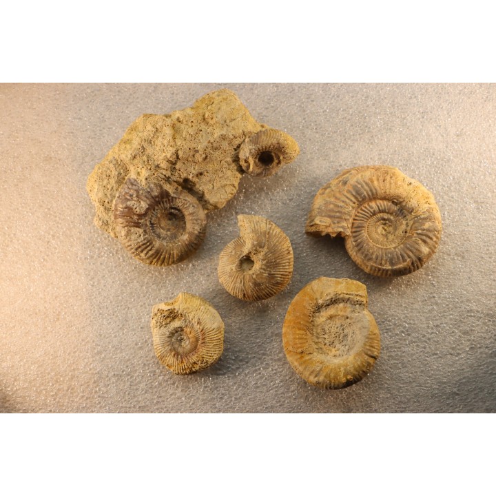 collection of 5 ammonites :  bathonian from  Nièvre (58) - FRANCE