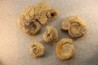 collection of 5 ammonites :  bathonian from  Nièvre (58) - FRANCE
