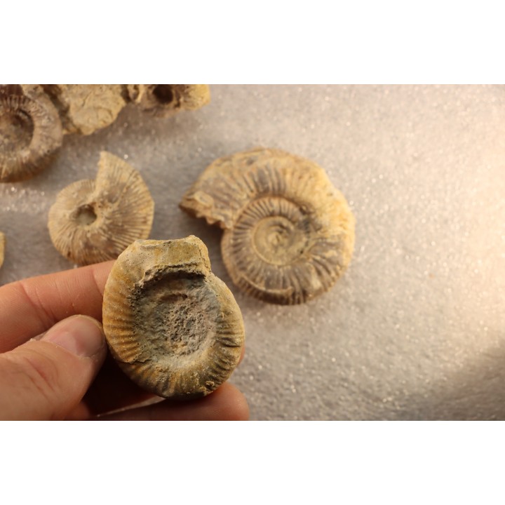 interressante collection de 5 ammonites du  bathonien de la  Nièvre (58) - FRANCE