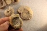 interressante collection de 5 ammonites du  bathonien de la  Nièvre (58) - FRANCE