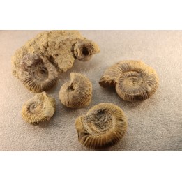 collection of 5 ammonites :  bathonian from  Nièvre (58) - FRANCE