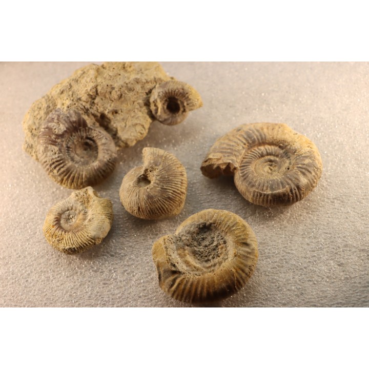 collection of 5 ammonites :  bathonian from  Nièvre (58) - FRANCE