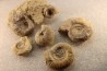 collection of 5 ammonites :  bathonian from  Nièvre (58) - FRANCE