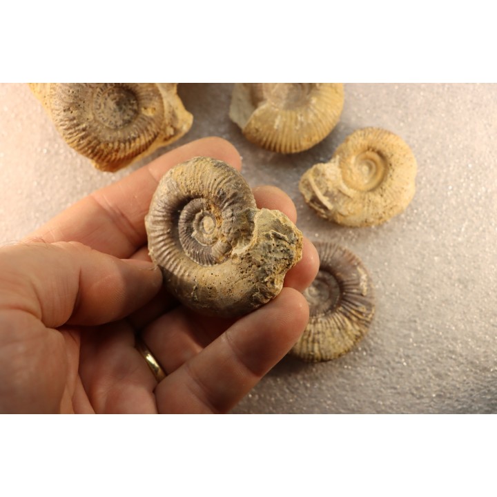 collection of 5 ammonites :  bathonian from  Nièvre (58) - FRANCE