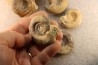 interressante collection de 5 ammonites du  bathonien de la  Nièvre (58) - FRANCE