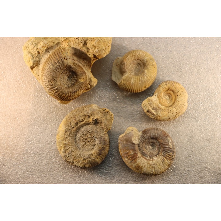interressante collection de 5 ammonites du  bathonien de la  Nièvre (58) - FRANCE