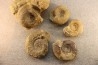 collection of 5 ammonites : bathonian from Nièvre (58) - FRANCE