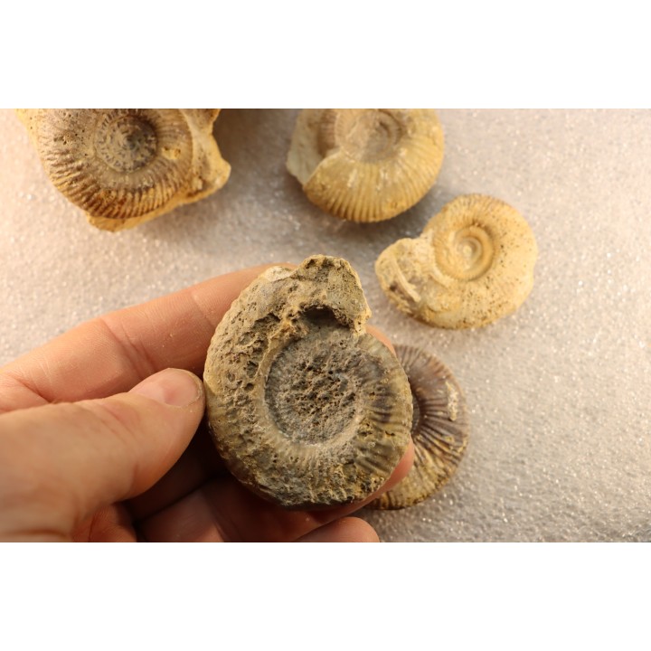 interressante collection de 5 ammonites du  bathonien de la  Nièvre (58) - FRANCE