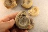 collection of 5 ammonites : bathonian from Nièvre (58) - FRANCE