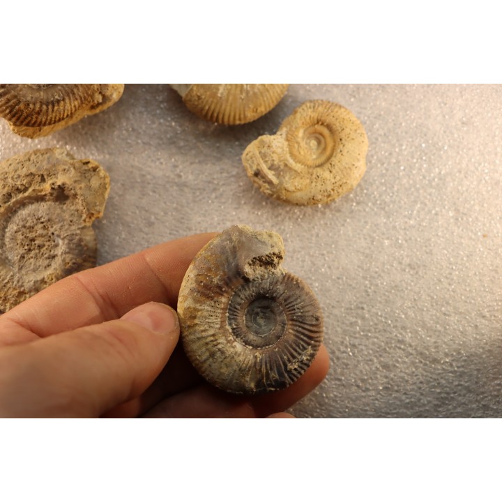 interressante collection de 5 ammonites du  bathonien de la  Nièvre (58) - FRANCE