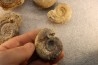 collection of 5 ammonites : bathonian from Nièvre (58) - FRANCE